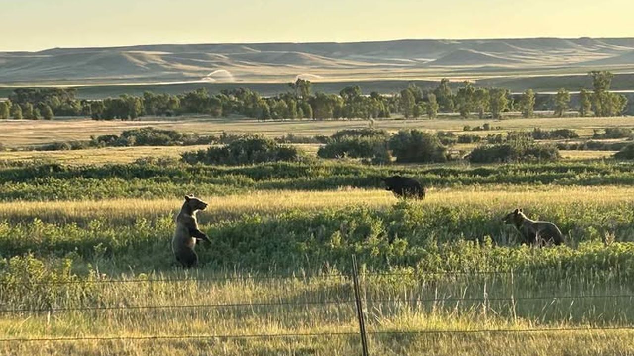 Grizzly bears near Augusta, Montana (July 1, 2025)