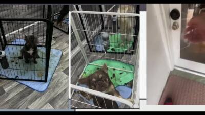 Fort Pierce Bulldogs Neglected