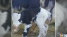 Zookeepers celebrate newborn calf