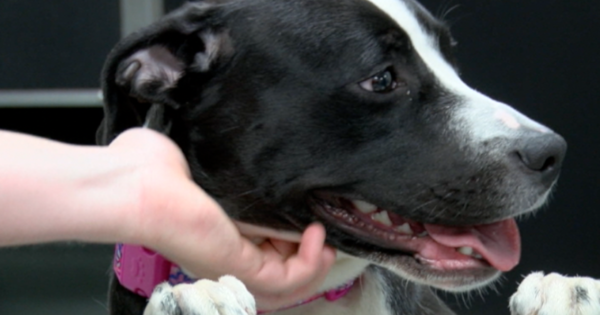 Specialty pet food shortage