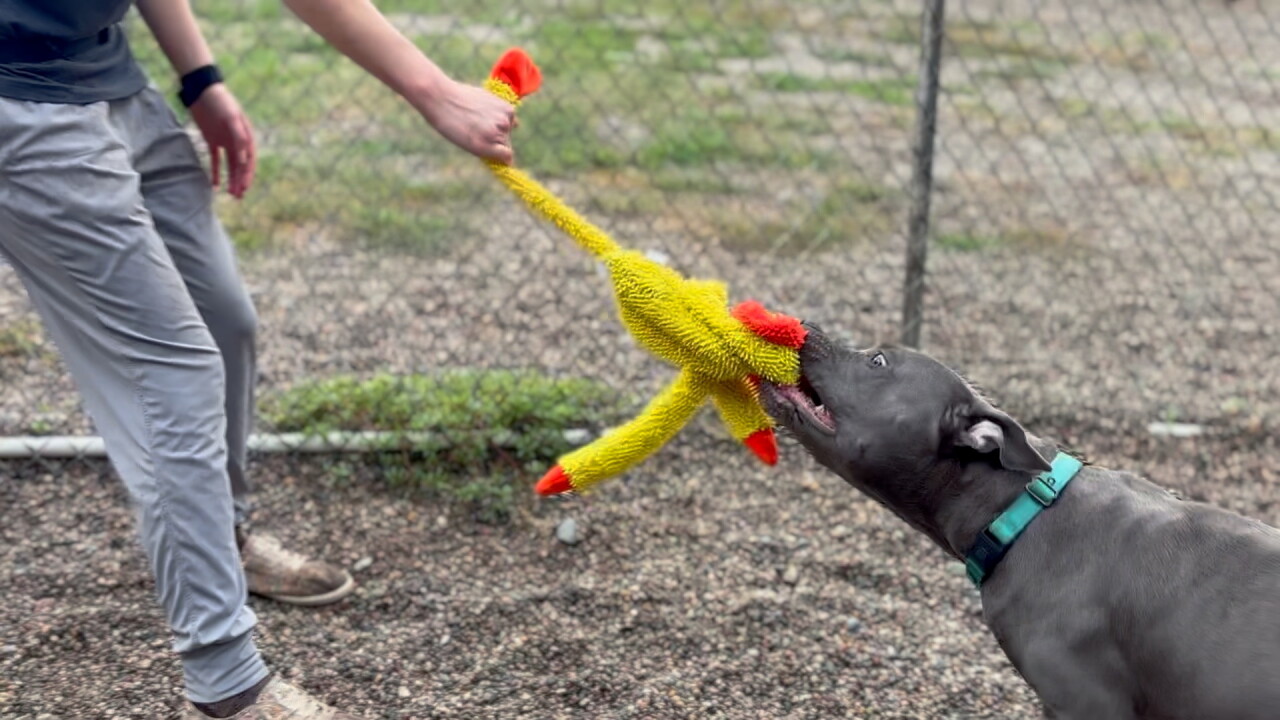 PERCY.jpg