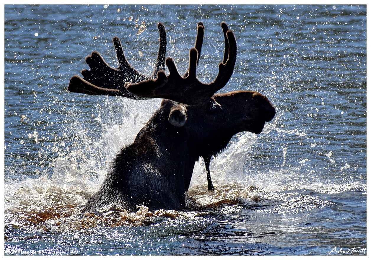 8 - Andrew Terrill - Guanella Pass.jpg