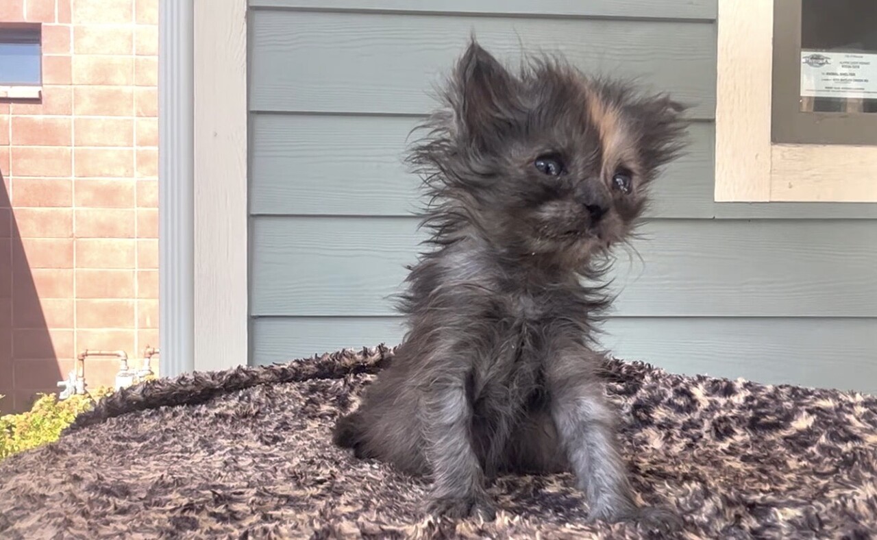 Image 7-23-23 at 7.52 PM (1).jpg