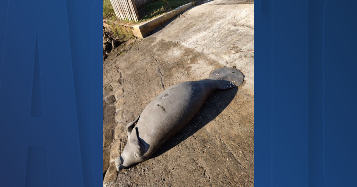2 manatee deaths reported in same spot in Hernando County - Vimarsana News