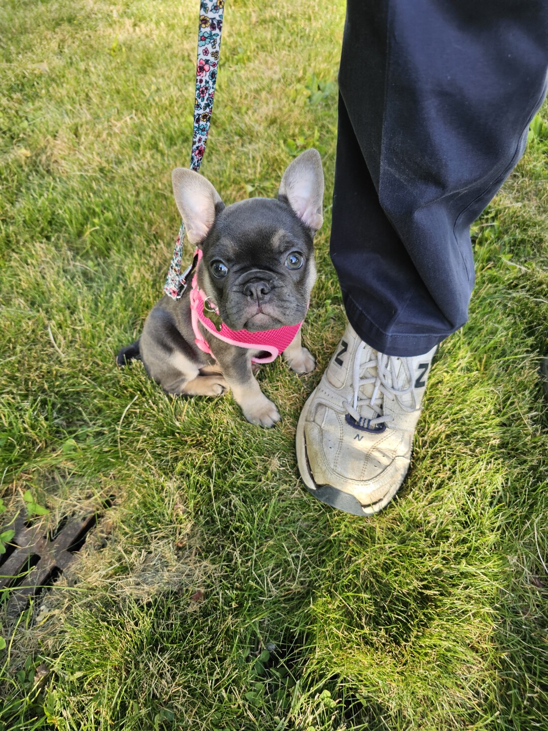 Dog walking forecast