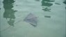 Spotted eagle ray pup born at Discovery Cove
