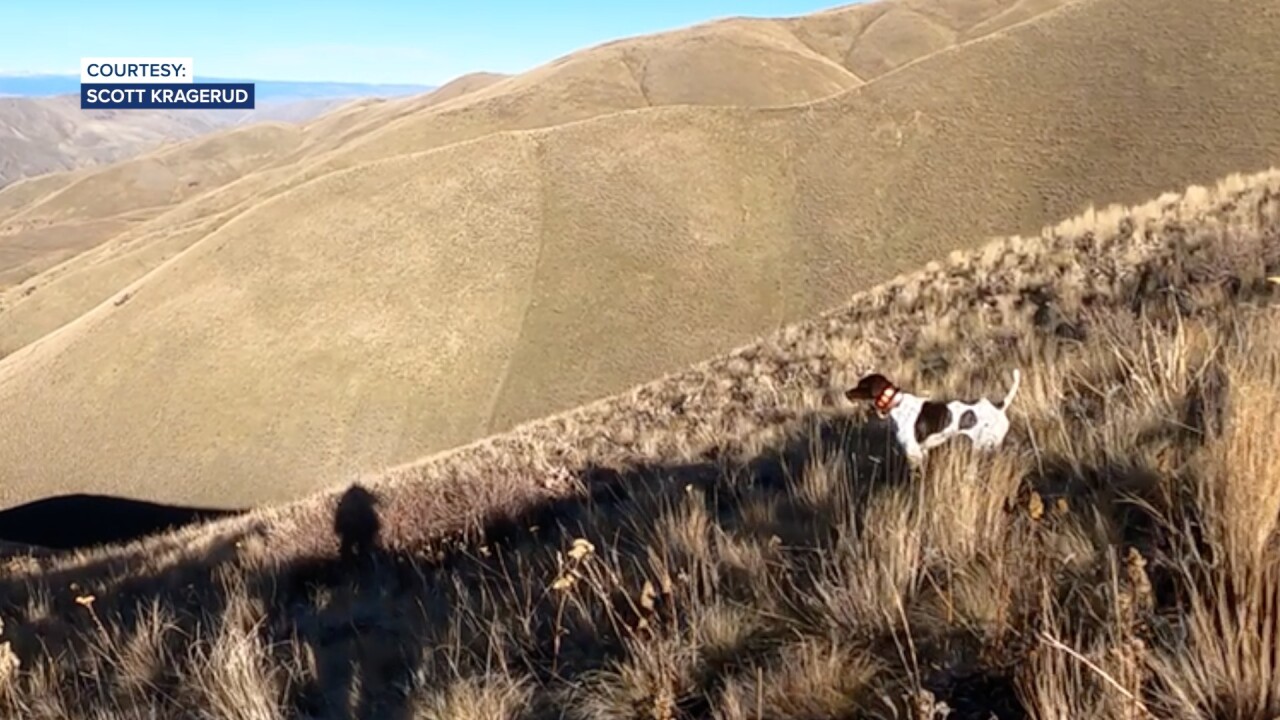 Belle pointing on a previous hunt