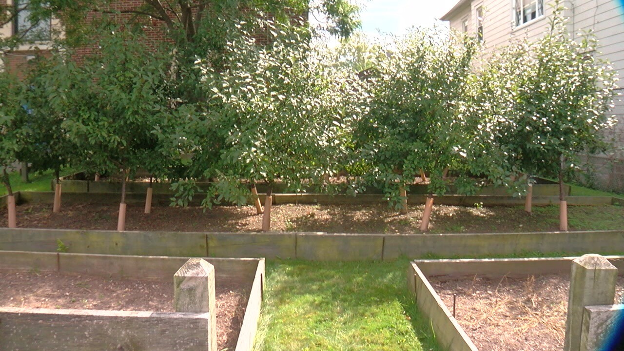 TREE FARM .jpg