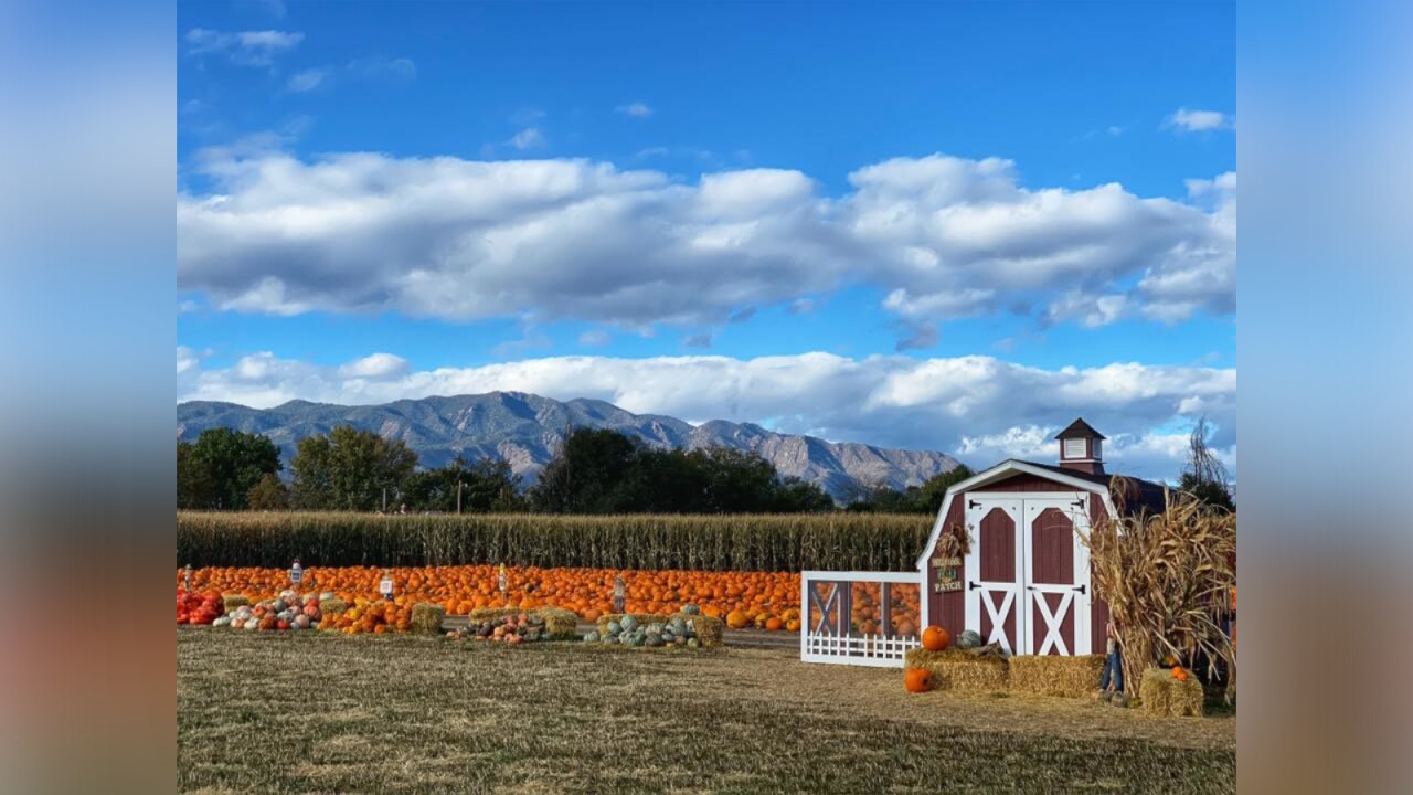 Diana's Pumpkin Patch & Corn Maze