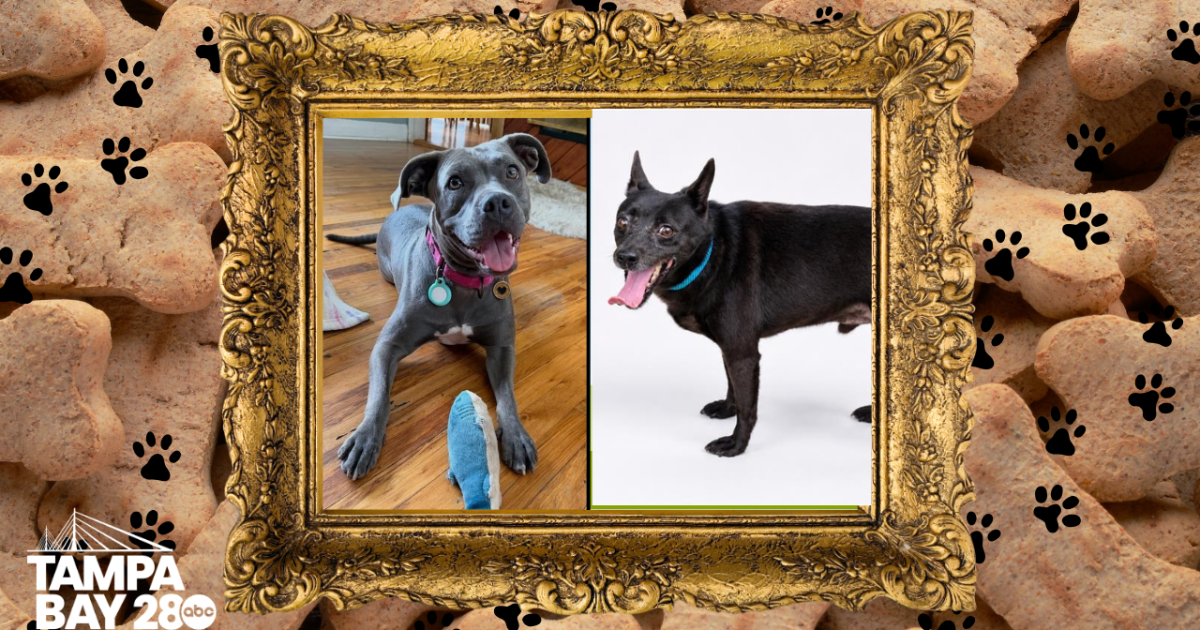 Rescues in Action: Chester and Remy, Sara, and Andy