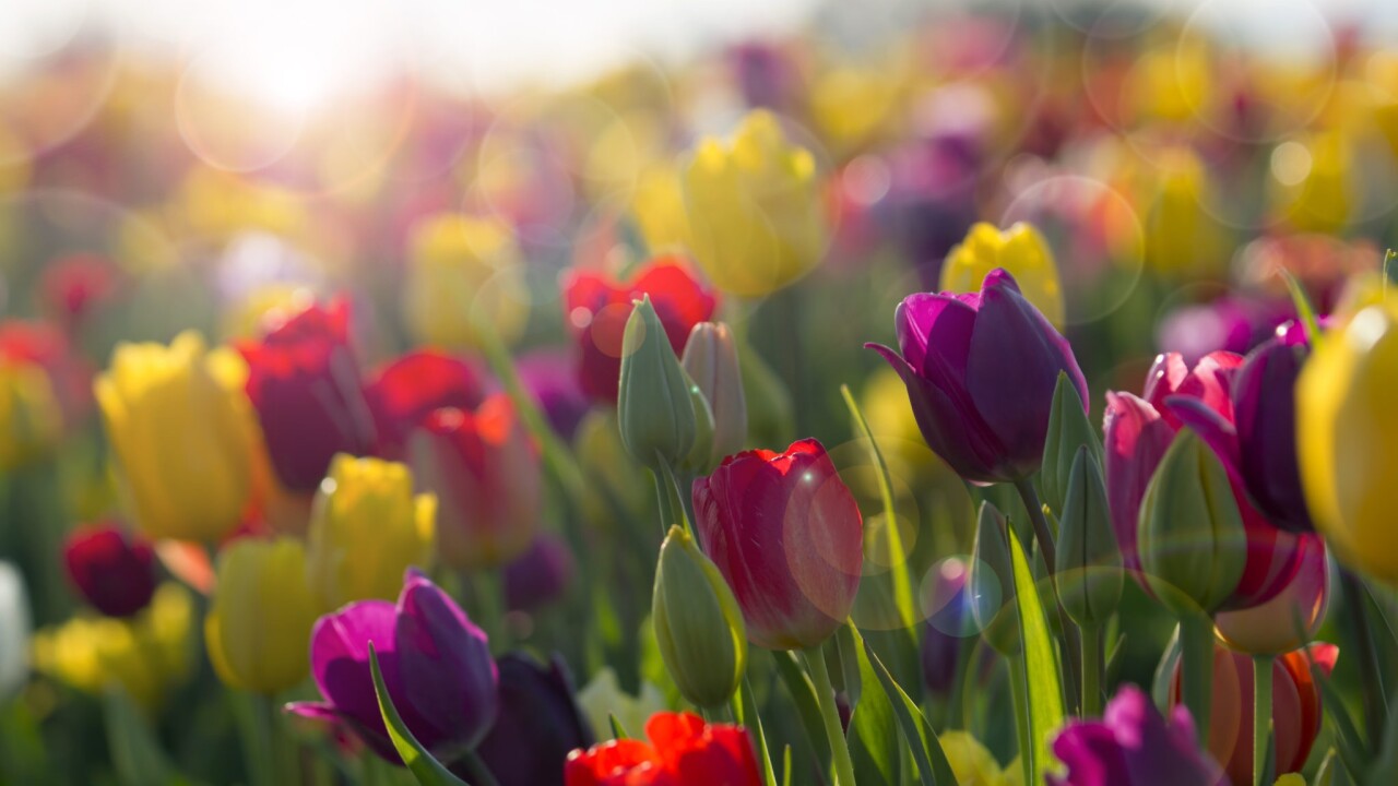 2023 Tulip Time Festival entertainment and exhibition line-up released 2023 Tulip Time Festival entertainment and exhibition line-up released