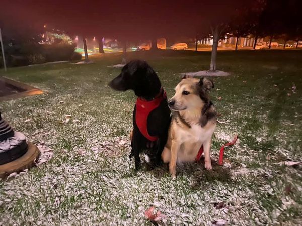 Snow October Dogs.jpg