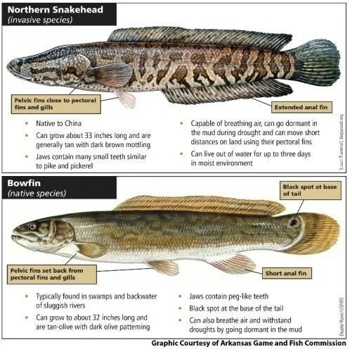 bowfin and snakehead comparison.jpeg