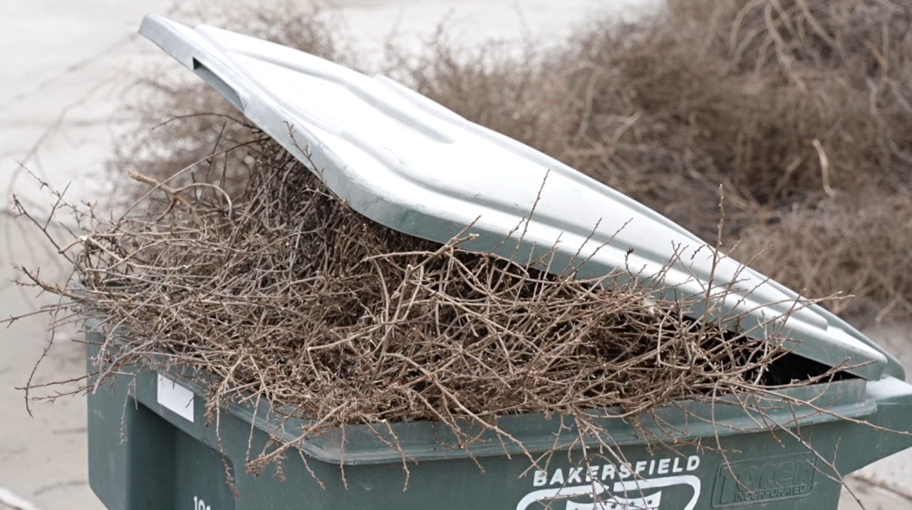 Trashcan overflowing with tumbleweeds from neighborhood