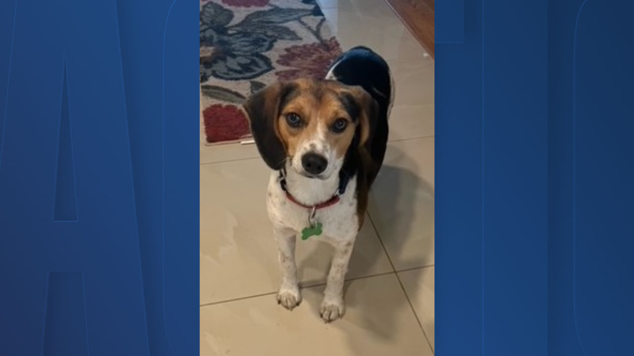 Rescues in Action: Rascal