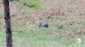 Cannonball found in Suffolk