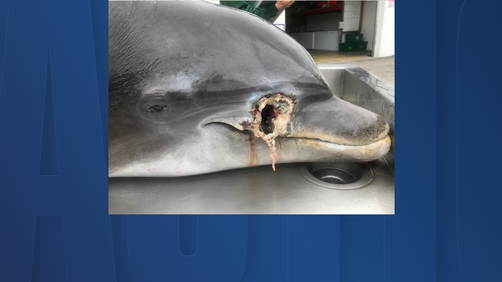 dolphin killed bullet hole.png