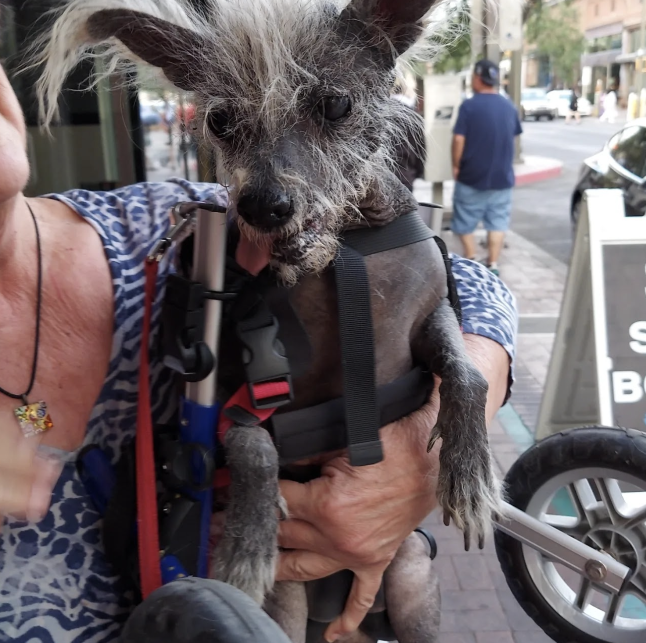 scooter worlds ugliest dog