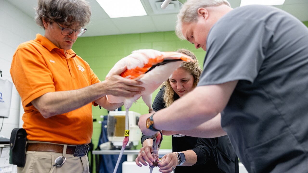 Flamingo Rehabilitation at Mary Free Bed