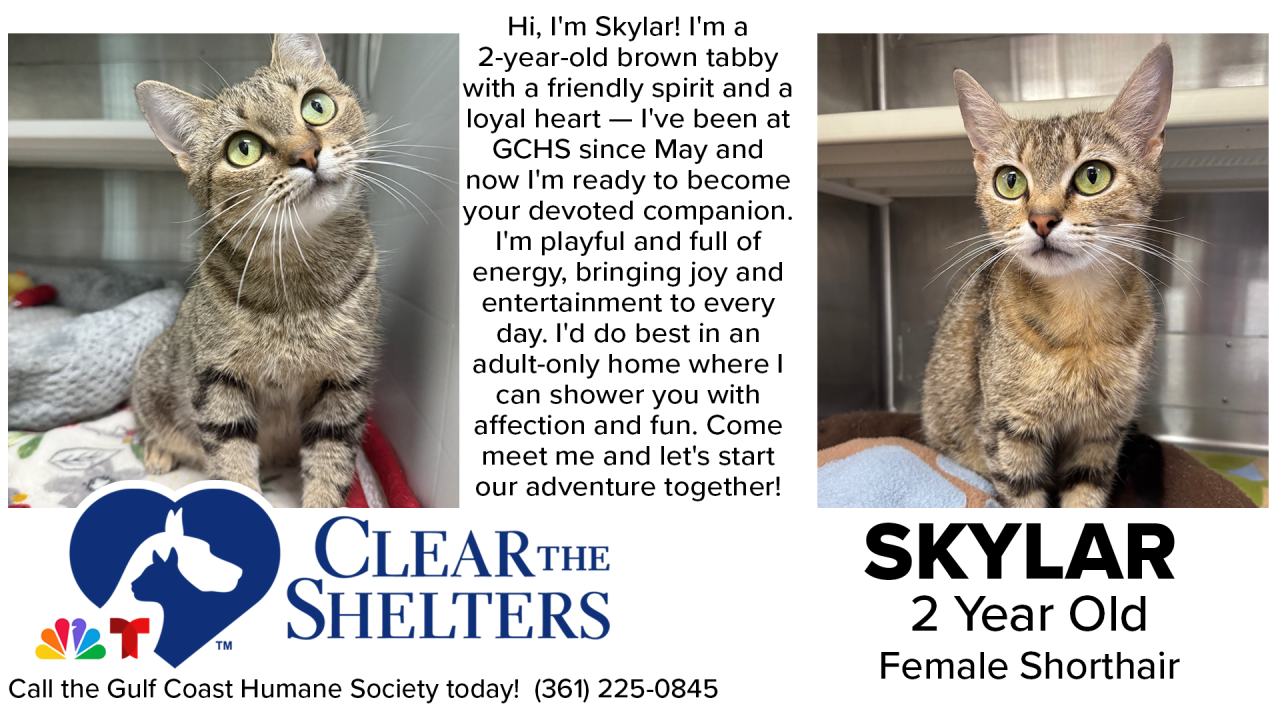 ClearTheShelters3 - 02.png