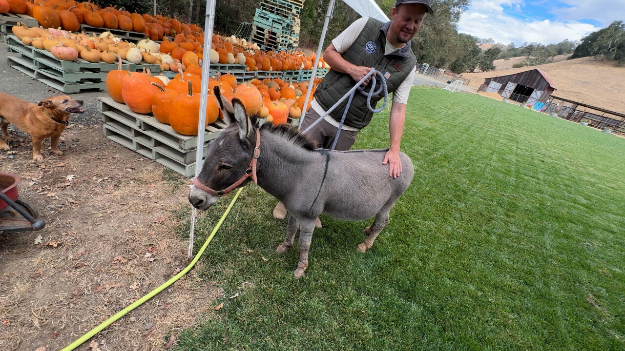 46 Ranch pumpkin patch