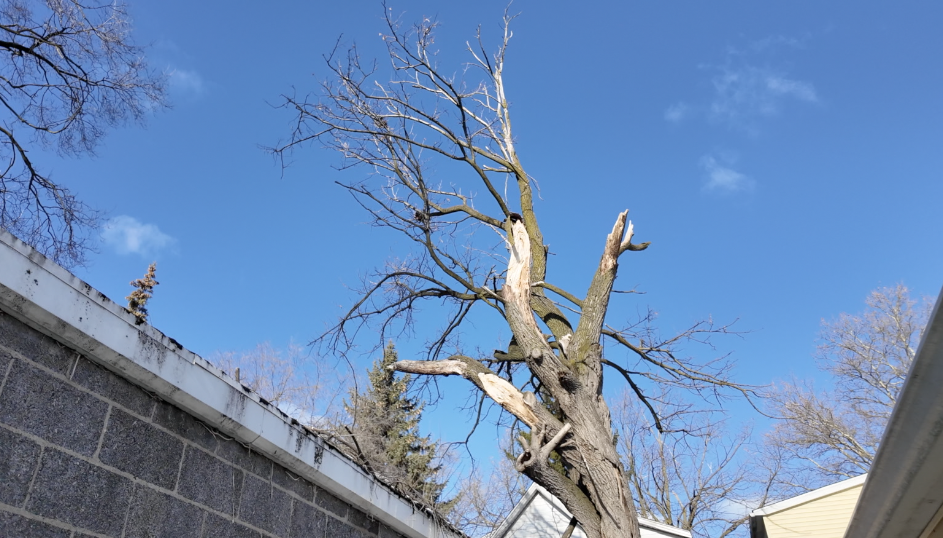 Tree on Welch Avenue