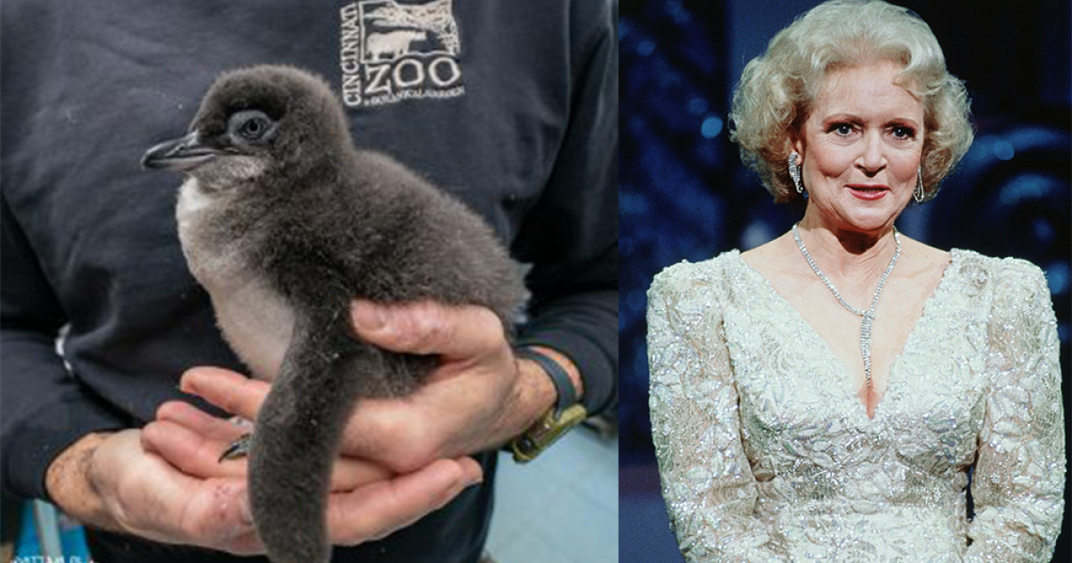 Cincinnati Zoo names baby penguin after Betty White - Vimarsana News