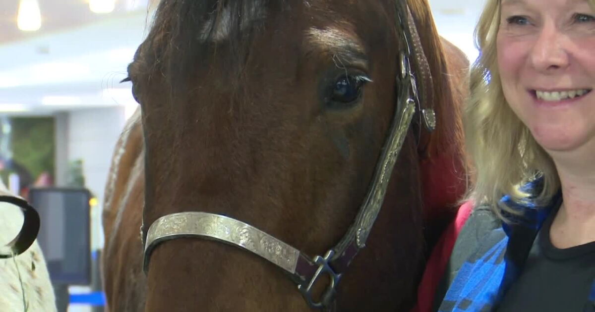 Lucky Stables Horses Help ATW Announce New Nonstop Flight lucky-stables-horses-help-atw-announce-new-nonstop-flight