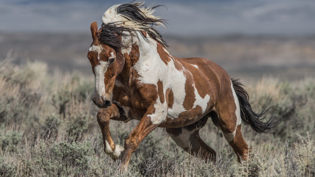 legend of america s most famous wild horse