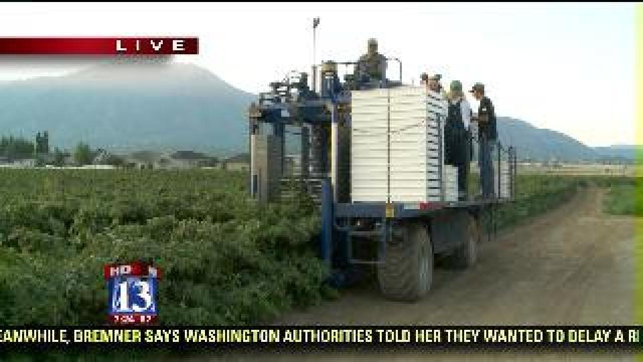 Machine picks about 2 tons of berries per use