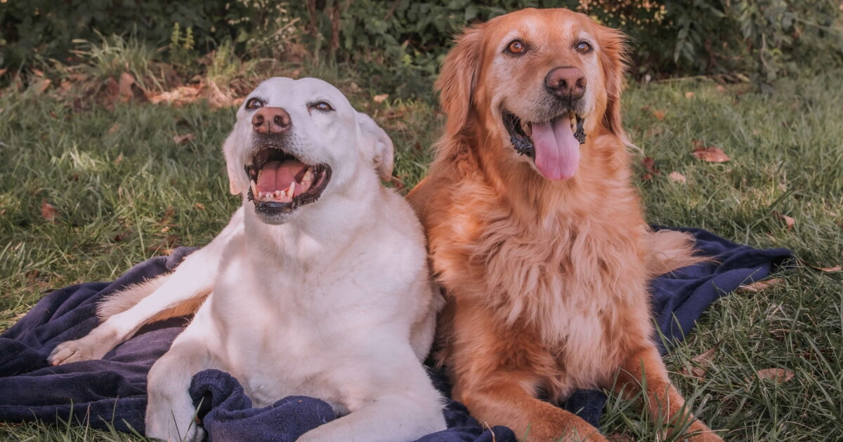De lobos a animais de estimação: DNA ancestral de cães revela as origens do melhor amigo do homem. De lobos a animais de estimação: DNA ancestral de cães revela as origens do melhor amigo do homem.