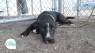 Meet Post! Sponsored by Animal Medical Corpus Christi
