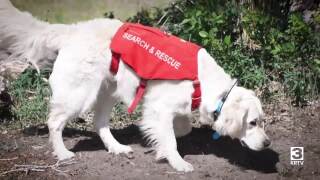 SAR dog