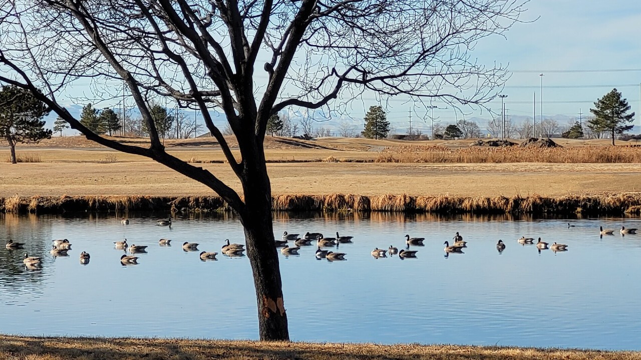 Happy ducks!.jpg