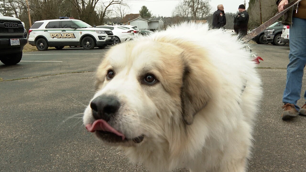 9007168712151890-Tank approaches the camera to say hello.jpg