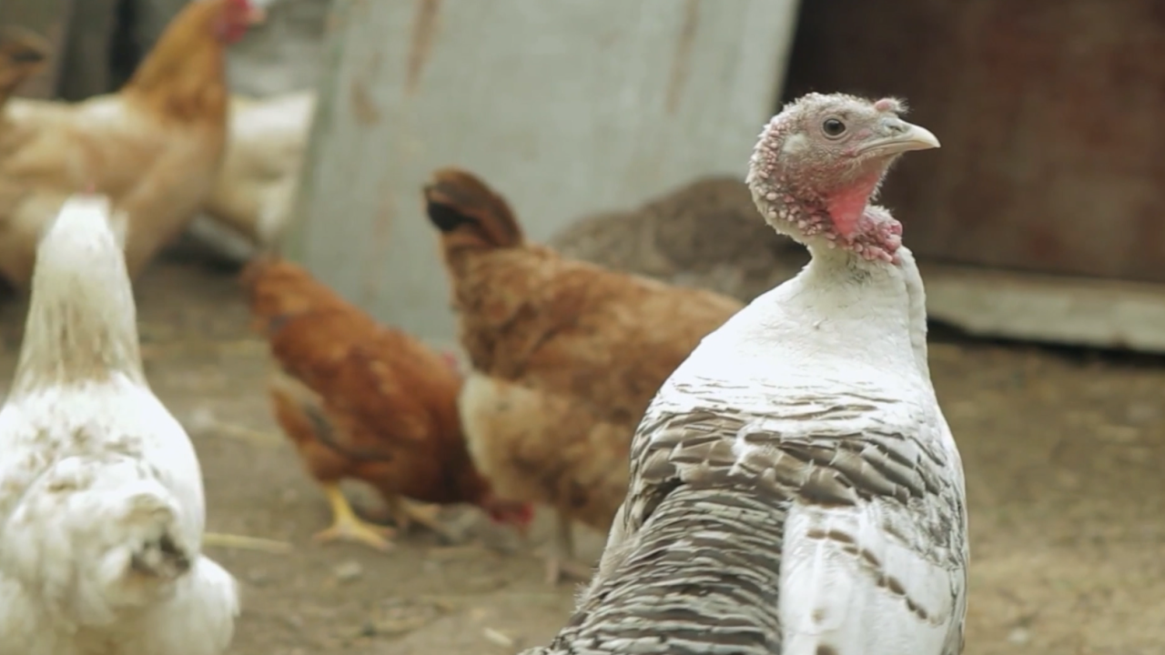 Turkeys.png