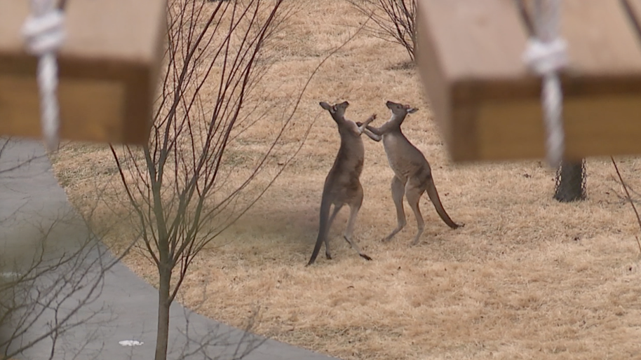 Kangaroos box in Roo Valley