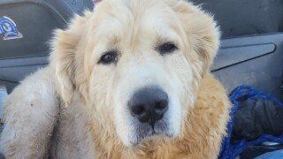 Dusty rescued by Cochise County Sheriff's Office