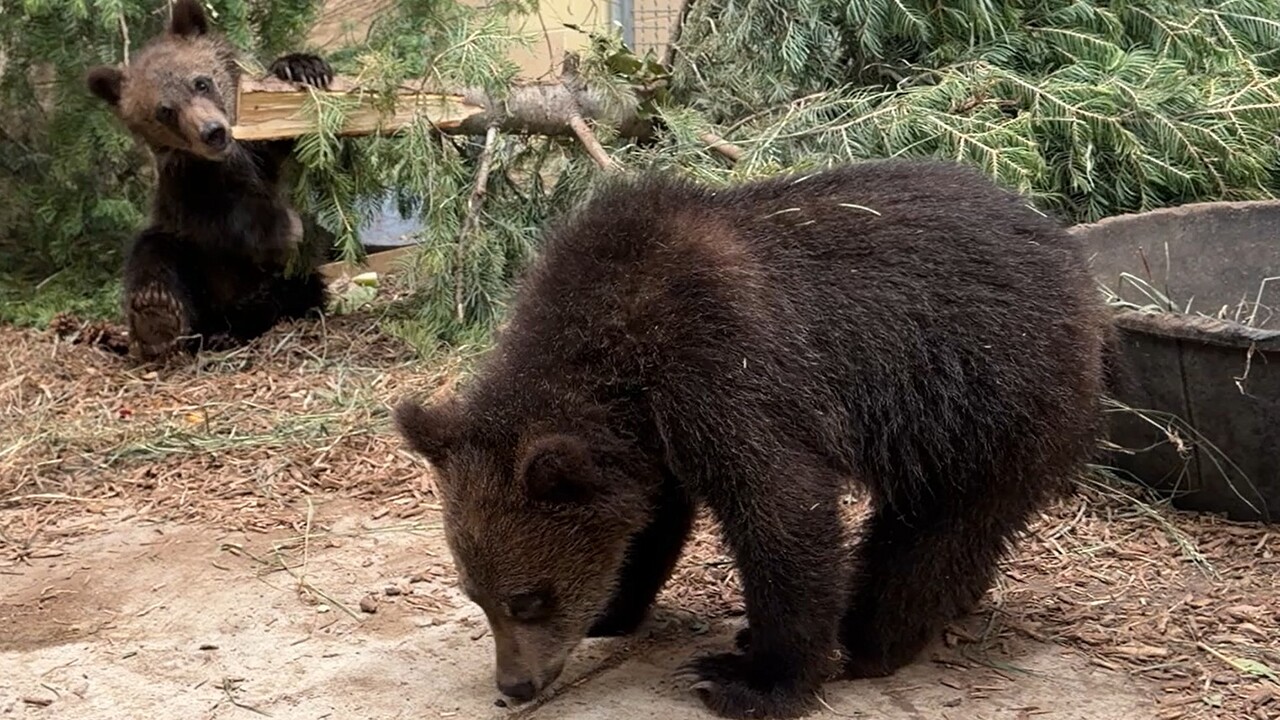 Cheyenne Mountain Zoo bears cubs