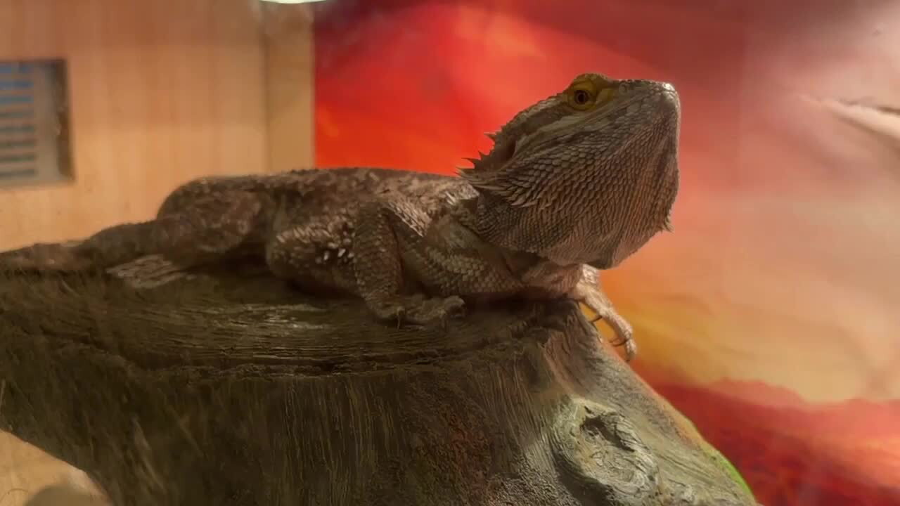 Stray rat finds refuge at Harford County Humane Society's exotic wing