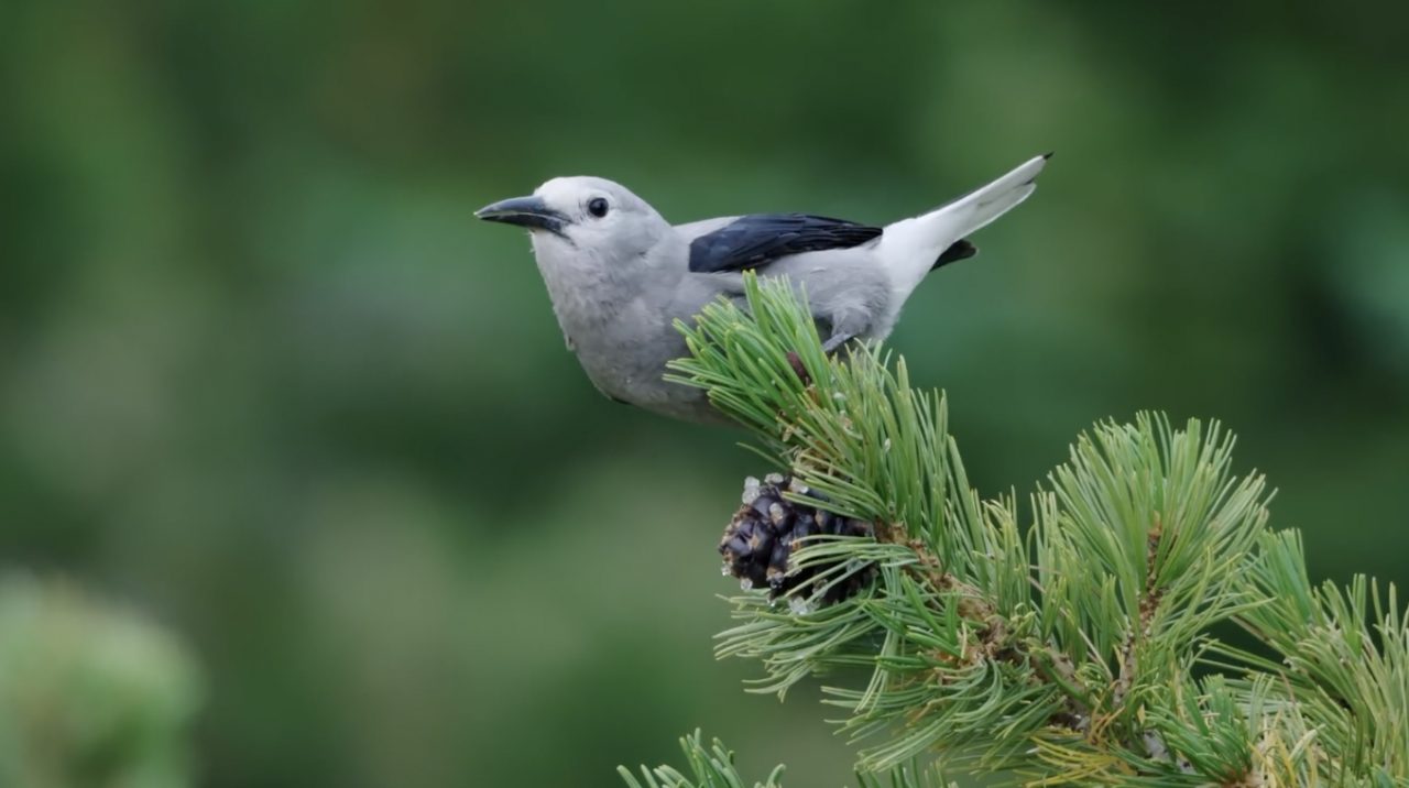 Clark's Nutcracker.png
