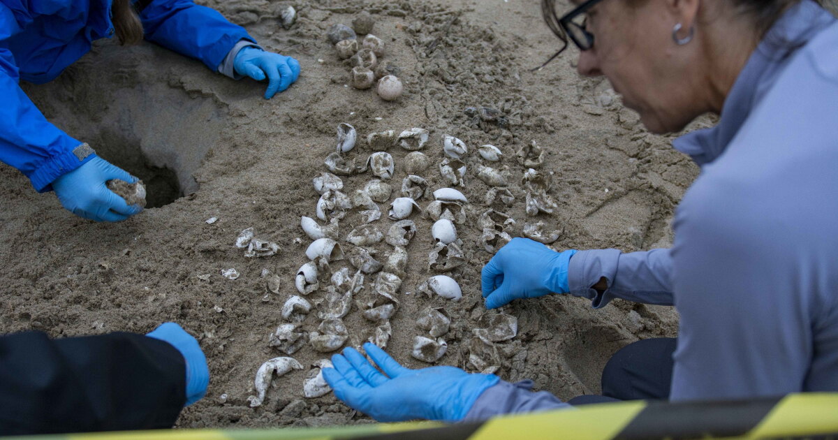 Sea turtles nest at Dam Neck Beach under the watchful eyes of NAS Oceana - Vimarsana News