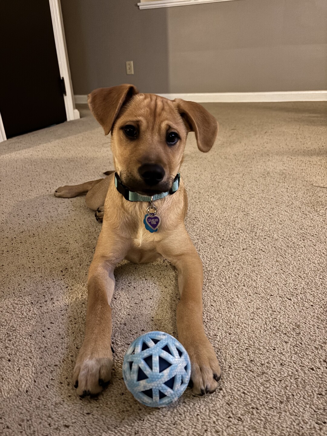 tuesday piper lalonde.jpeg