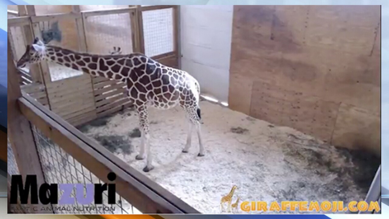 April the giraffe showing 'signs of contractions,' zoo officials say April the giraffe showing 'signs of contractions,' zoo officials say
