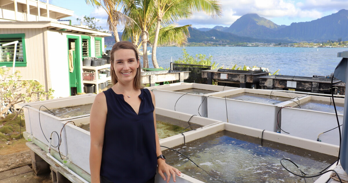 TAMU-CC partners with University of Hawaii in $2 million coral reef research - Vimarsana News