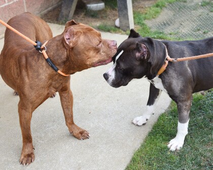 choc and star together.jpg