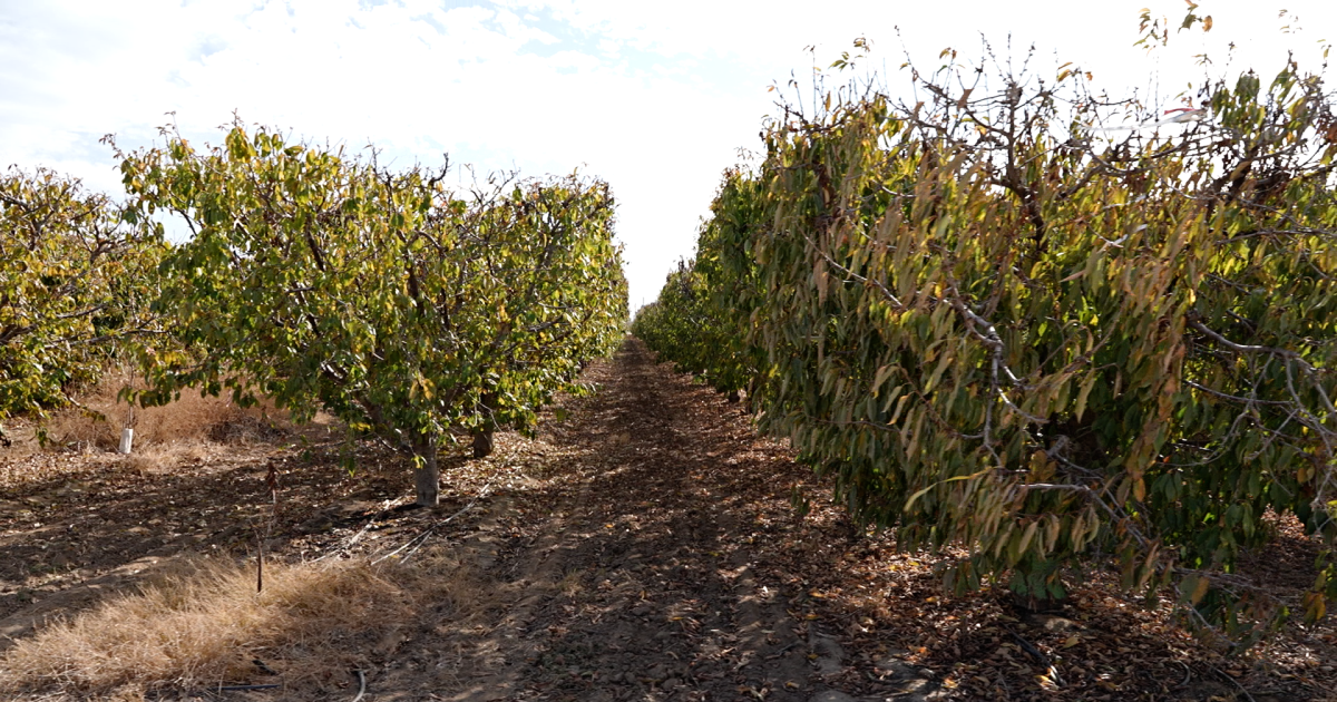American Pistachio Growers helping Central Valley ag producers tap into grants - Vimarsana News