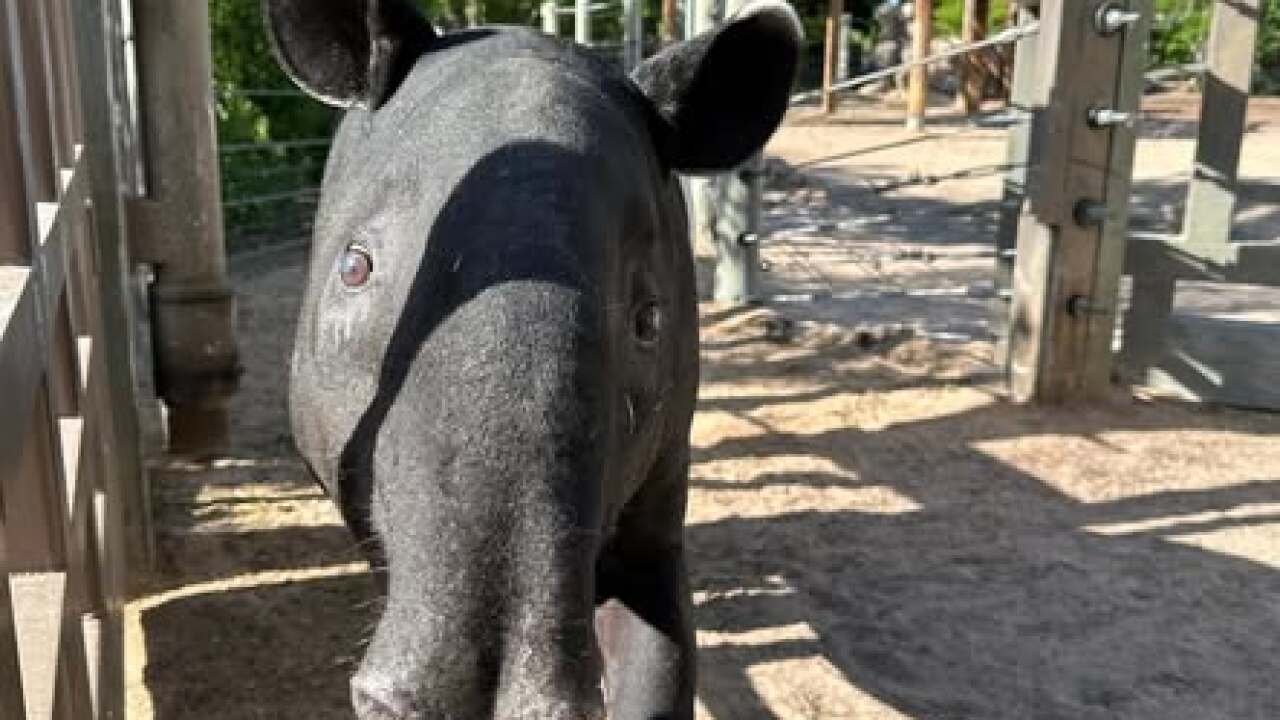 Malayan Tapir Denver zoo 1