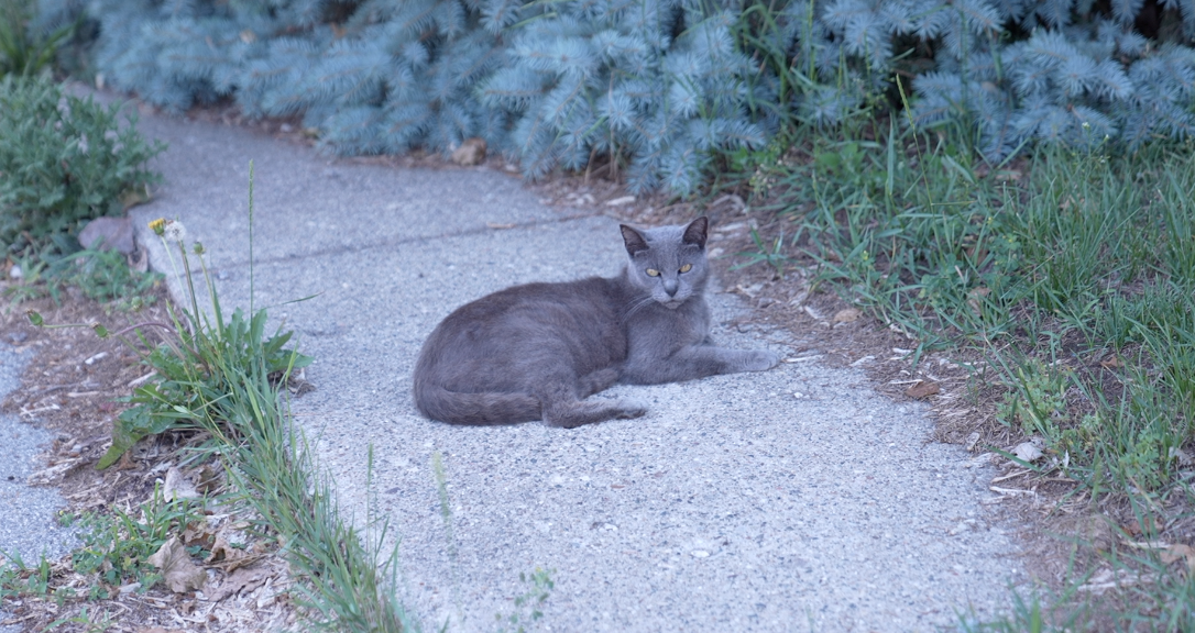 The Williamston Cat Lady