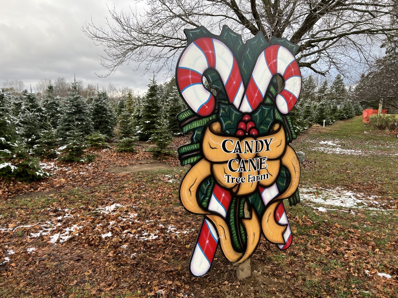 Christmas trees expected to cost more despite plentiful stock